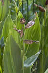 Bandanna of the Everglades